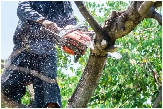 tree services Pueblo Nuevo